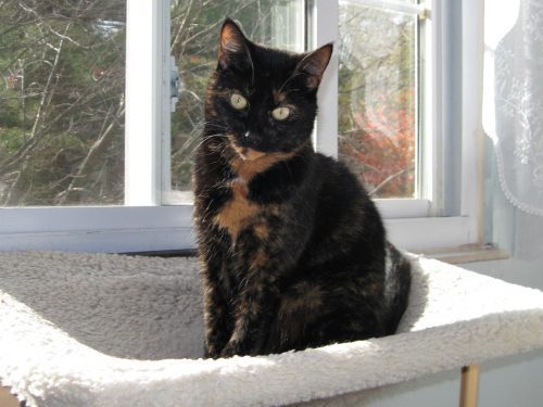 cat-window-seat