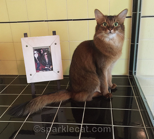 somali cat sitting on bathroom counter