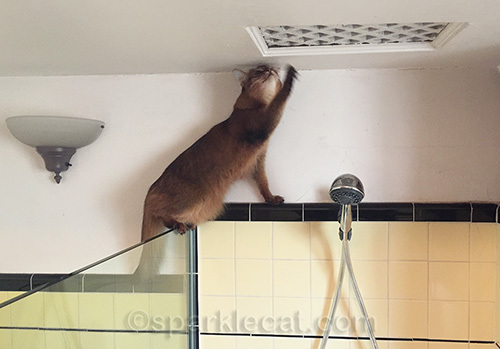 somali cat hunting rats in bathroom ceiling