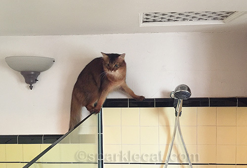 somali cat balanced on glass shower divider