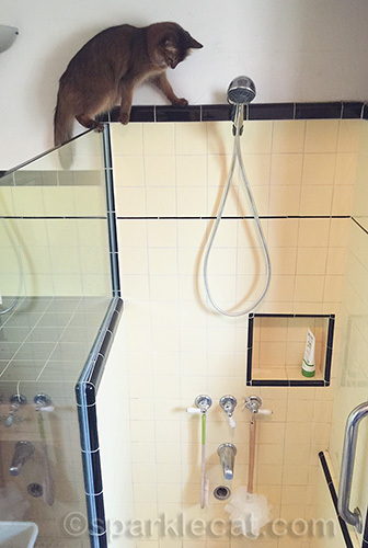 somali cat balanced on glass shower divider and looking down