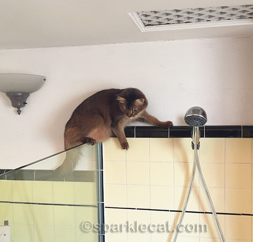 somali cat gets down from glass shower divider