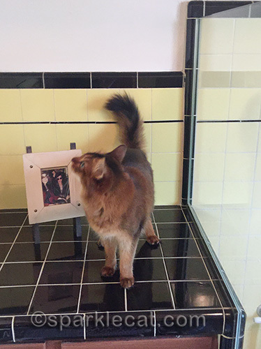 somali cat landing on bathroom counter