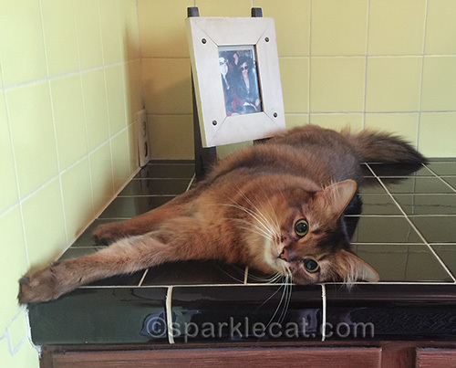 somali cat rolling happily on bathroom counter