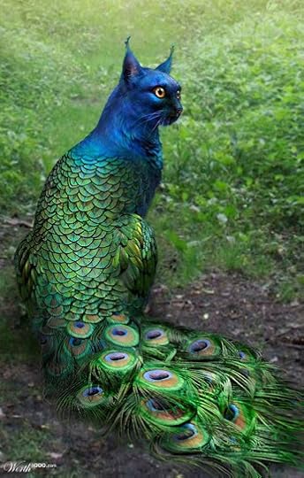 Cat Peacock