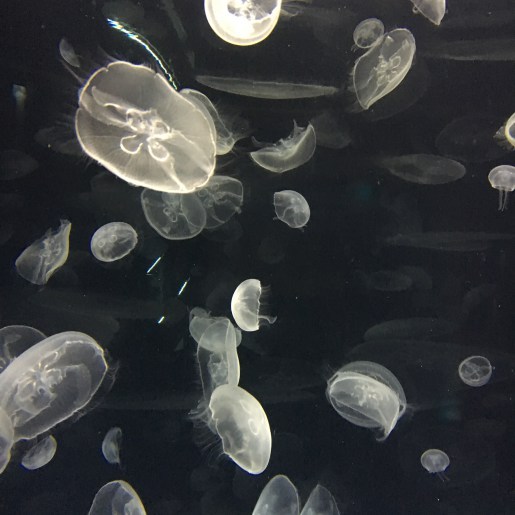 Jellyfish