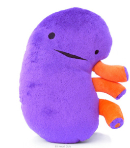 kidney