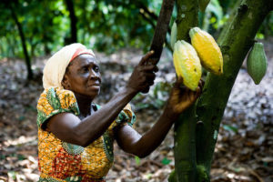 Akosua Boadu harvesting, on her farm in village of Amankwaatia