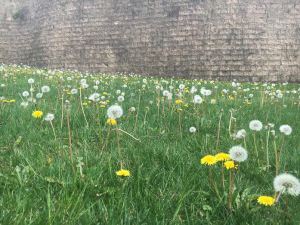 Dandelions