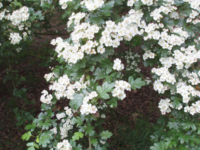 May blossoms on the hawthorn