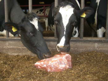 Salt-for-cows