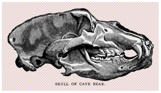 The image, after I've colored in the bone bits.