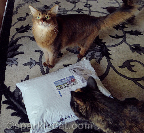 Somali cat and tortoiseshell cat with package