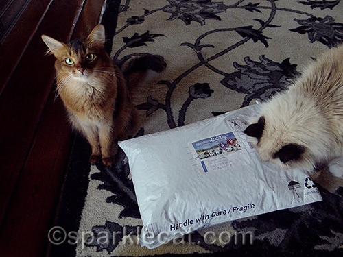somali cat and ragdoll cat with package