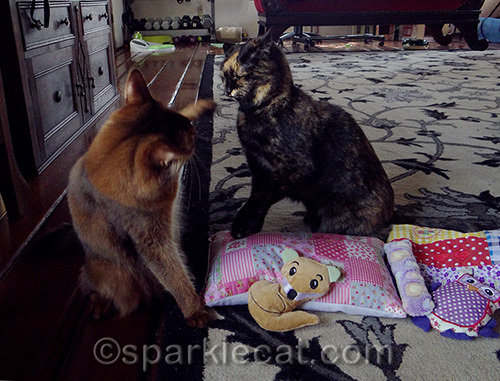 somali cat waving threateningly at tortoiseshell cat