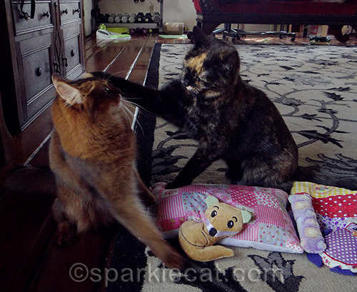 tortoiseshell cat whaps somali cat