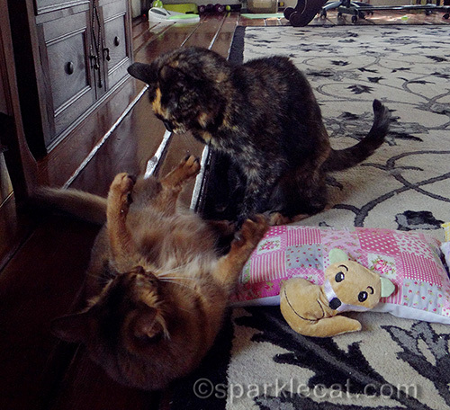 somali cat and tortoiseshell cat, high on valerian, fighting