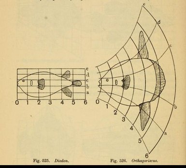 Thompson's diagrams fish