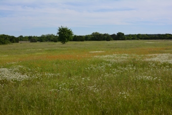 Gaillardia-Qanne&quot;s-lace-05-05-2016