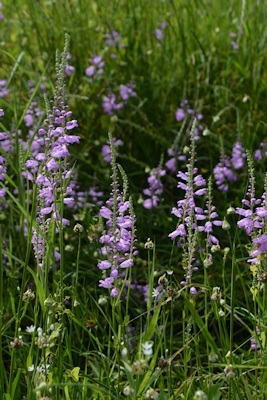 Obedient-plants-old-ditch-05-05-2016