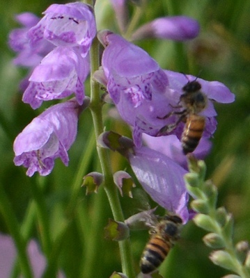 Obedient-plants-bees-05-05-2016