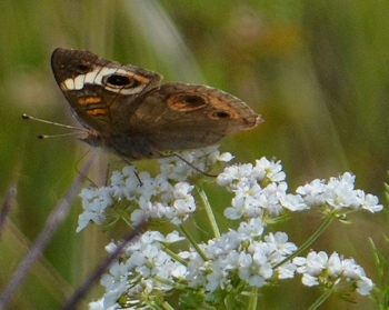 Common-buckeye-on-Q-anne&quot;s-lace-05-05-2016