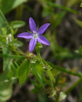 Venus&quot;s-looking-glass-05-05-2016