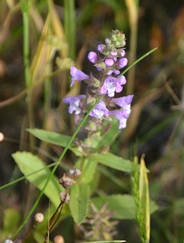 Brazoria-Warnockia-05-05-2016