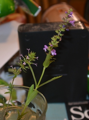 Brazoria-2-sizes-inside-05-05-2016