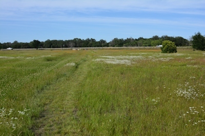 East-grass-05-05-2016