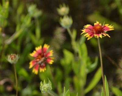 Gaillardia-bud-flower-05-05-2016