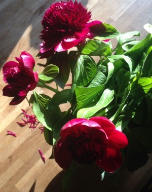 Igår var de små hårda knoppar, i morse slog de ut - som magi.