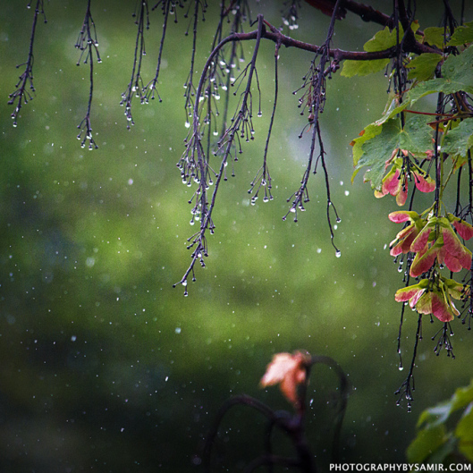 Rain1
