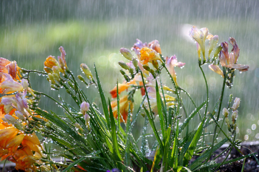 Rain3