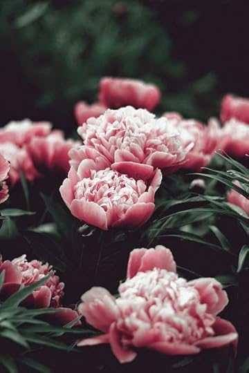 peonies