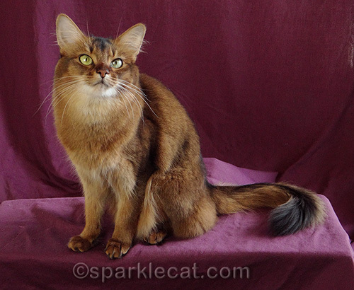 somali cat posing for a photo
