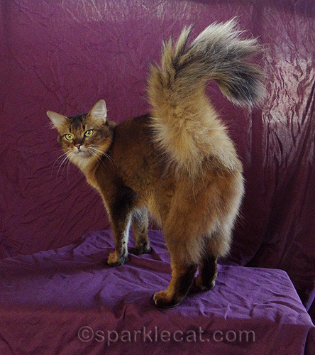 somali cat with messy tail posing for photo shoot