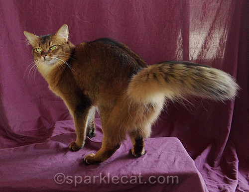 somali cat flipping her tail around during photo shoot