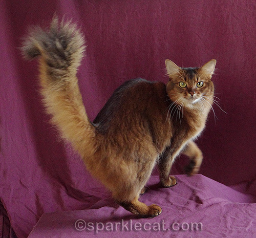 somali cat trying to pose for photo