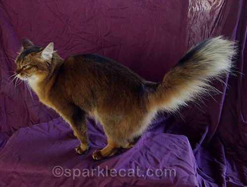 annoyed somali cat during photo session