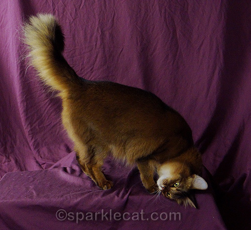 somali cat rubbing her head on platform during photo shoot