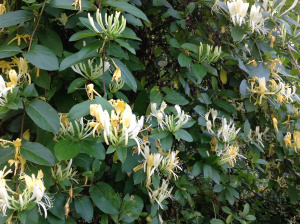 honeysuckle1