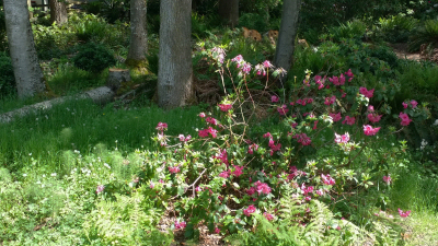 spring