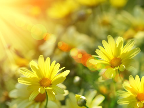 spring