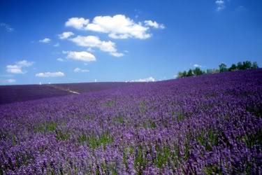 Lavender farm photo: Photogrsphy lavender_1.jpg