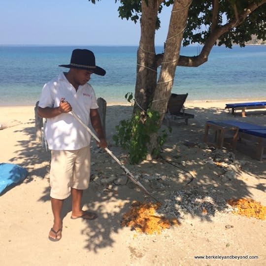raking up canava flowers at Sylvia Resort Komodo on Flores Island in Indonesia