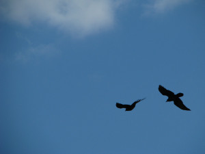 Common Raven 2