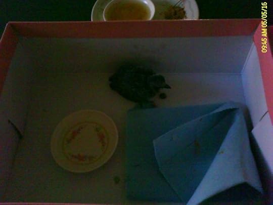little_birdie