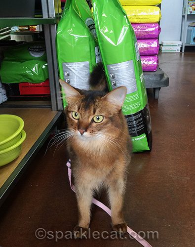 somali cat shopping at Rock Dog and Cat