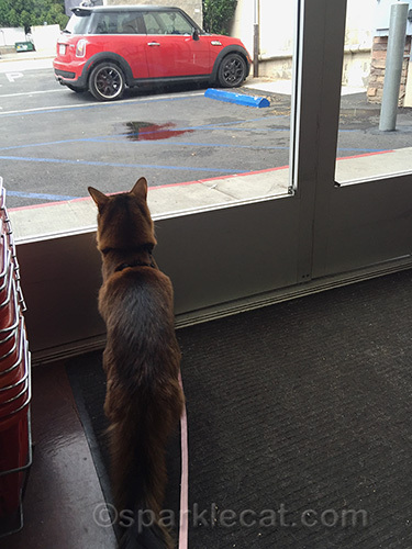 somali cat looks out at rainy parking lot